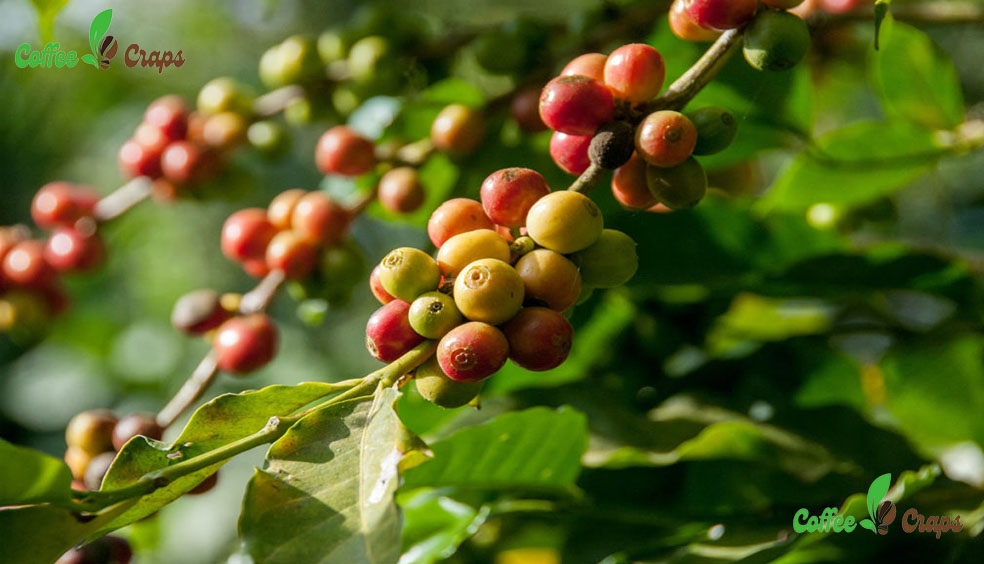 Why is it called Arabica coffee?