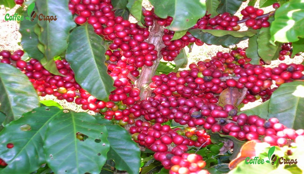 Why is it called Robusta coffee?