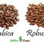 Arabica vs. Robusta